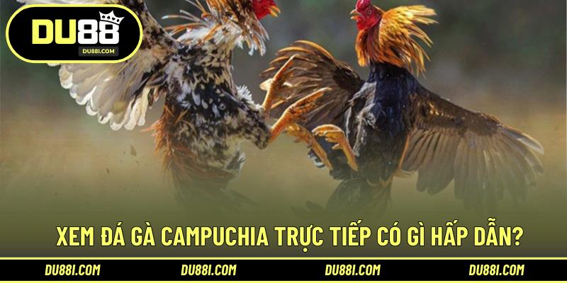 Xem đá gà Campuchia trực tiếp có gì hấp dẫn?